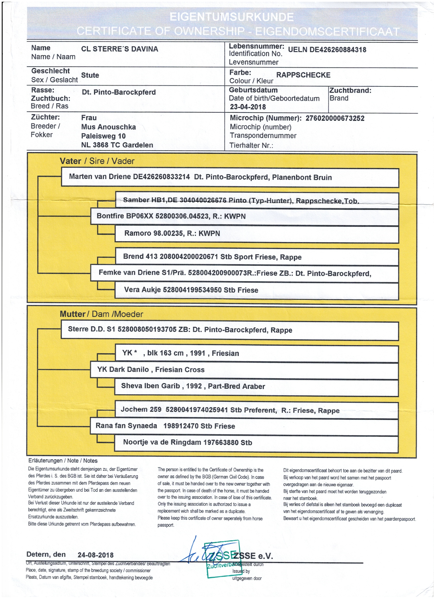 Pedigree - Chief Rainbow